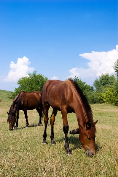 stock image Mare and its stallion