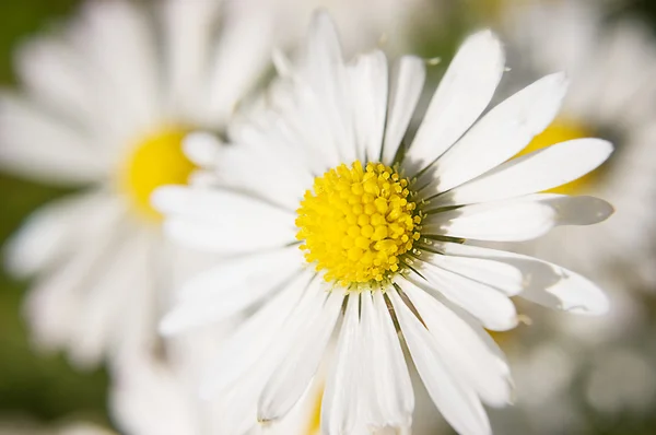 stock image Some chamomile