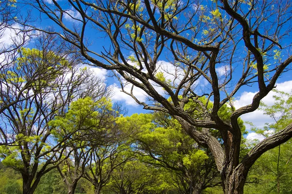 stock image Acacia tree over sky