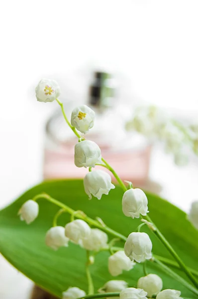 谷の liliy の香り — ストック写真