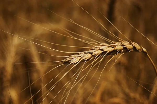 Jeden pšenice kukuřice — Stock fotografie