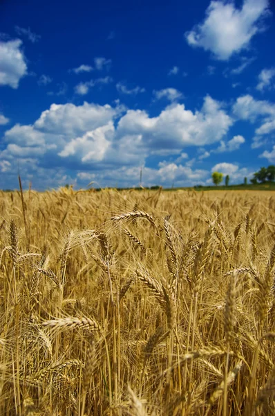 Goldener Weizen auf dem Feld — Stockfoto