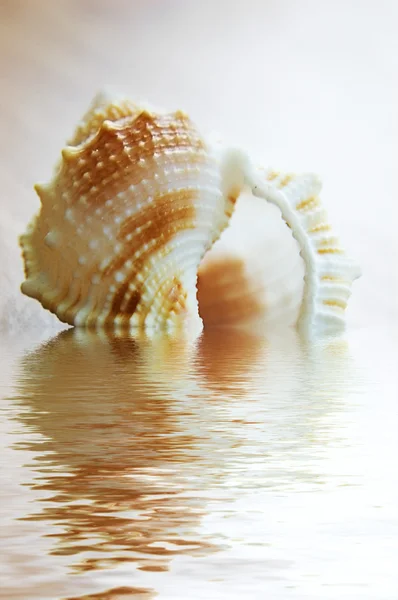 Seashell in water — Stockfoto