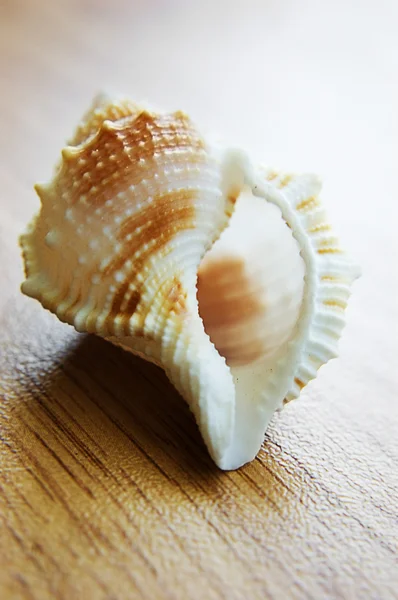 Seashell over houtstructuur — Stockfoto