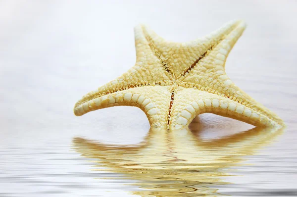 Морская звезда на фоне — стоковое фото