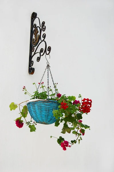 Blumentopf mit Geranien über Mauer — Stockfoto