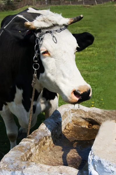 Корова пьет из ванны — стоковое фото