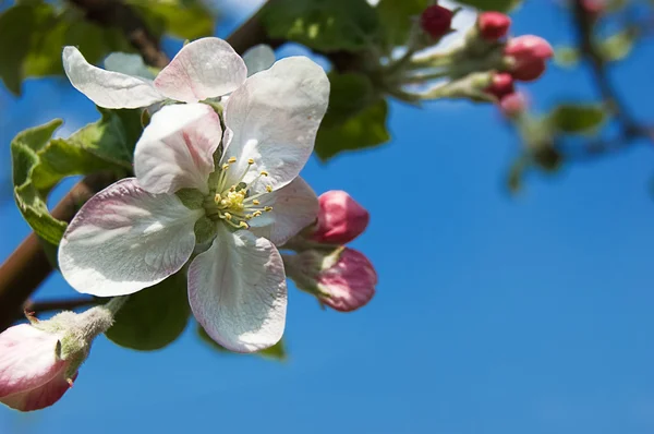 リンゴの木の咲く — ストック写真