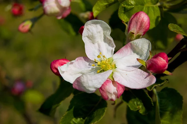 苹果树开花 — 图库照片