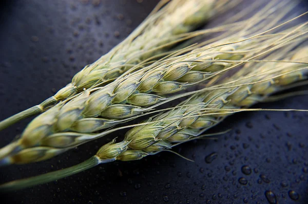 Orelhas de trigo verde — Fotografia de Stock