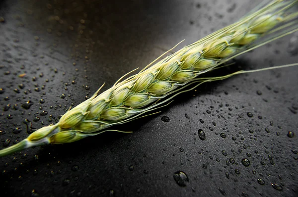 Orelha de trigo verde no fundo escuro — Fotografia de Stock