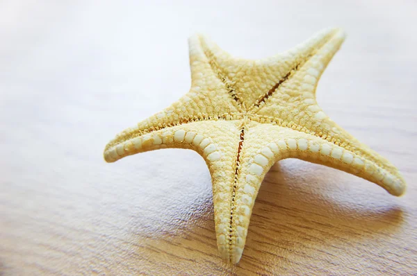 Mořská hvězda nad pozadím — Stock fotografie