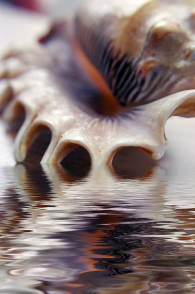 Arka planda büyük deniz kabuğu — Stockfoto