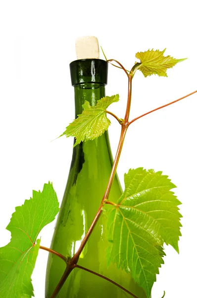 Garrafa de vinho com videira de uva jovem — Fotografia de Stock