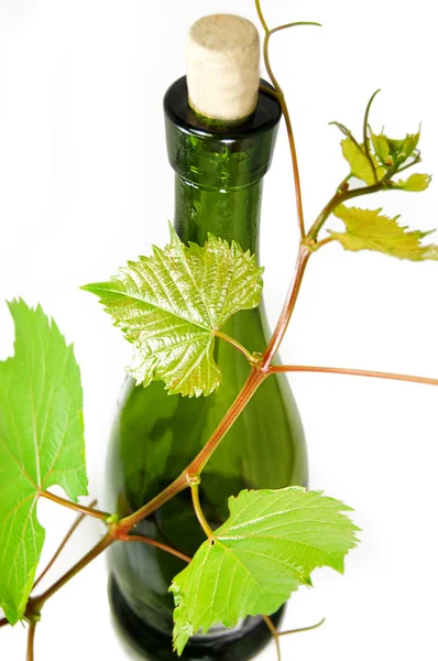 Láhev vína s mladými révy větev — Stock fotografie
