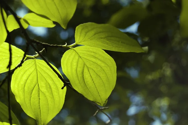 stock image Backlit green leaves