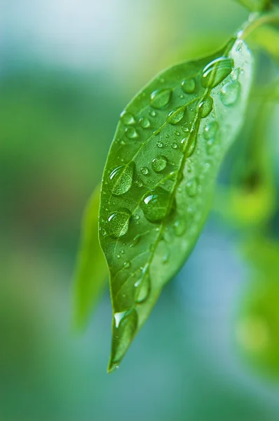 Waterdrop yaprak üzerinde — Stok fotoğraf