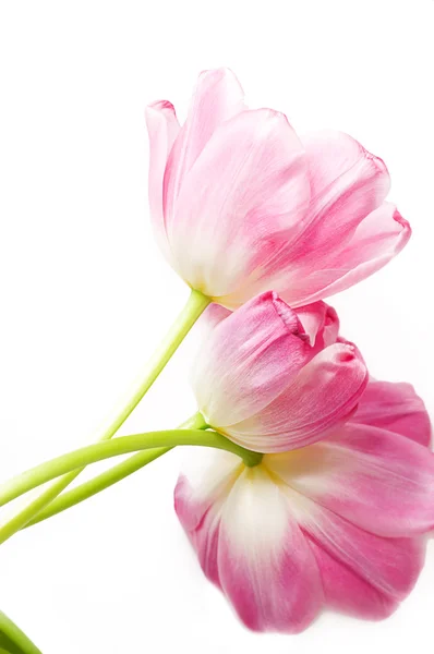 Tulipanes rosados sobre blanco —  Fotos de Stock