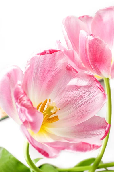 Tilips rosa sobre branco — Fotografia de Stock