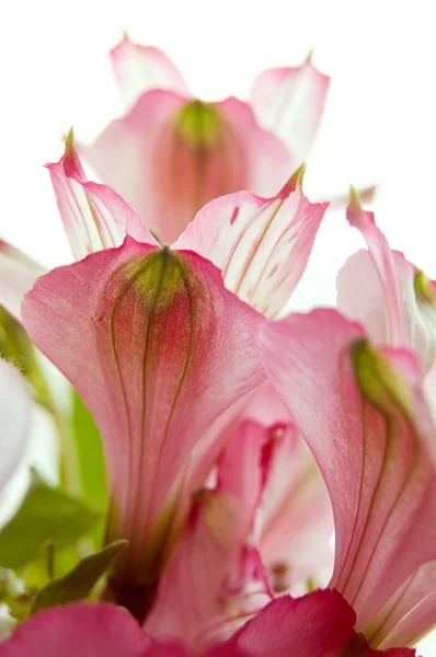 Пурпурового amaryllis пелюстки — стокове фото
