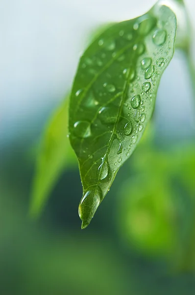 Gocce d'acqua della foglia verde fresca — Foto Stock