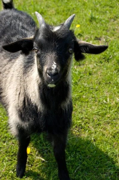 Chèvres noires — Photo