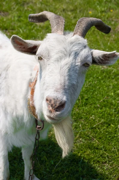 Любопытная белая коза — стоковое фото