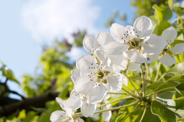 Ramo de flores de cereja — Fotografia de Stock