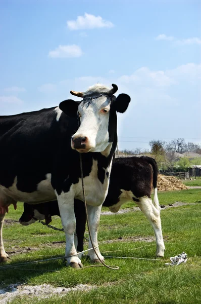 Kühe auf der Weide — Stockfoto
