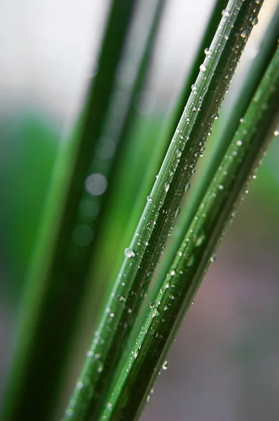 新鮮な greeb 草 — ストック写真