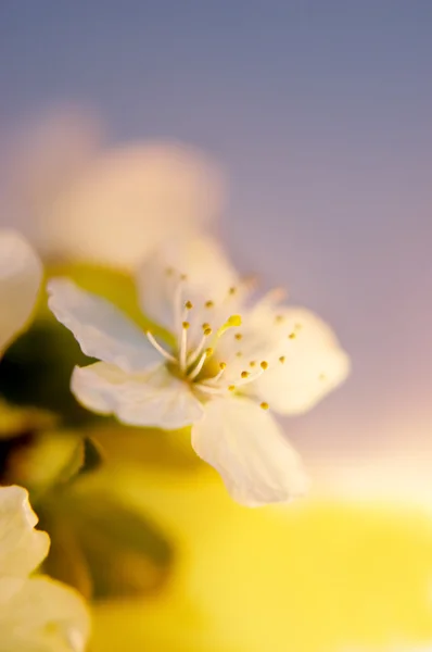 Cherry flower blossom — Stock Photo, Image