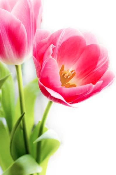 Куча розовых тюльпанов — стоковое фото