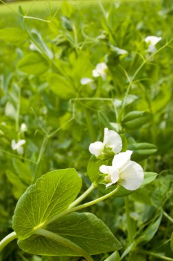 Pea blooming clipart