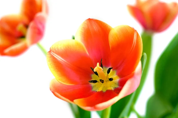 Красный и желтый тюльпаны — стоковое фото