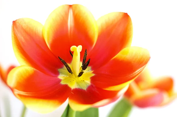 Tulipano rosso — Foto Stock