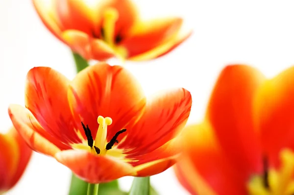 Vermelho tulipas abertas — Fotografia de Stock