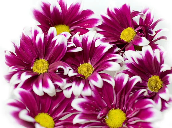 Pink daisy ram — Stockfoto
