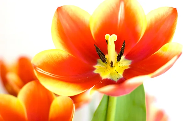 Pasja czerwone tulipany — Zdjęcie stockowe