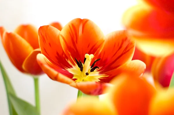 Passion des tulipes — Photo