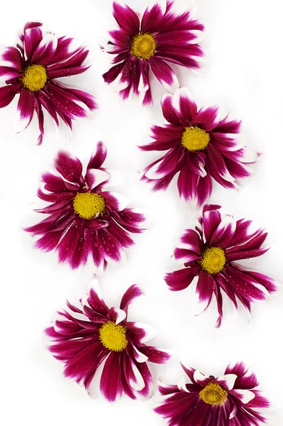 Textura flor —  Fotos de Stock