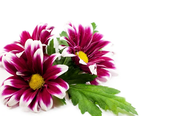 Pink daisis — Stock Photo, Image