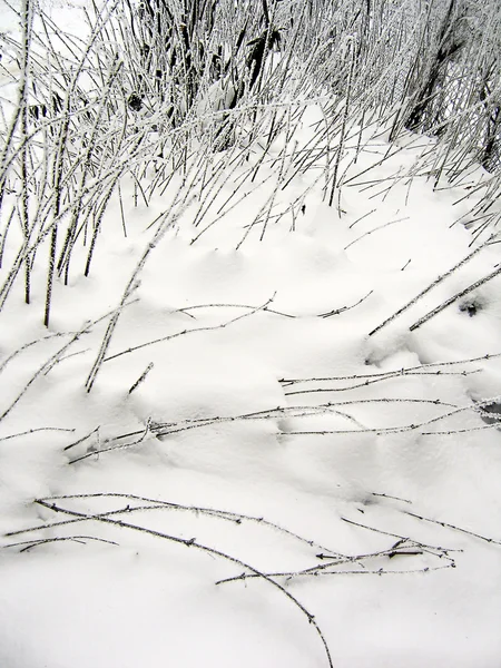 Снег и ветви — стоковое фото
