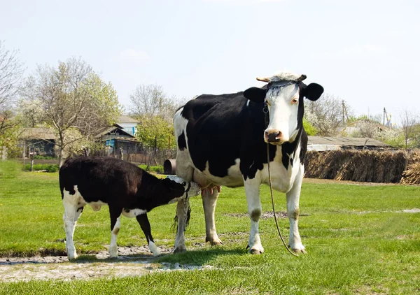 Cielę krów, karmienie — Zdjęcie stockowe