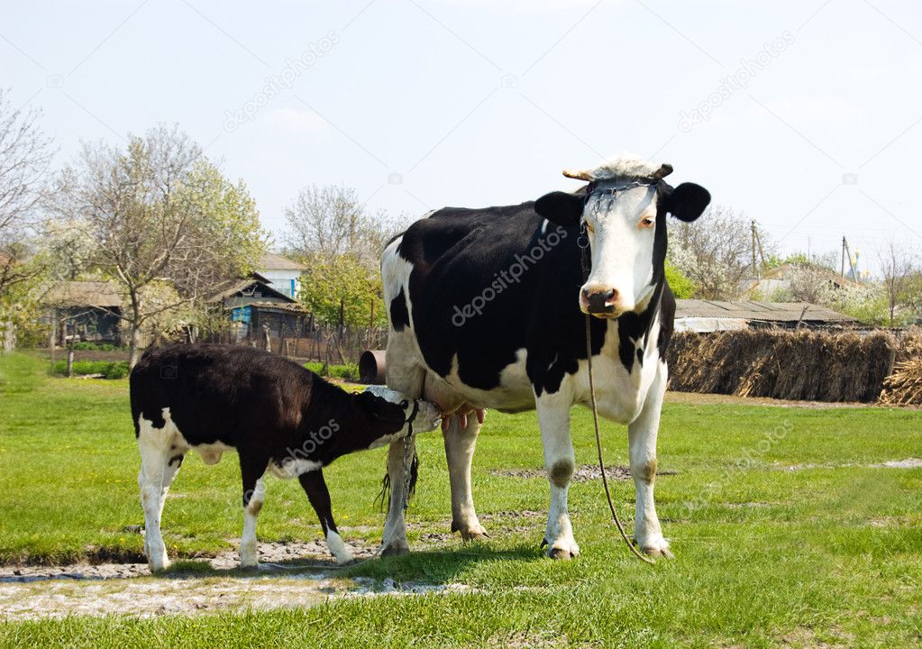 Calf cow feeding