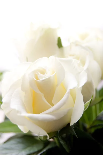 一些白玫瑰 — 图库照片