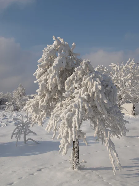 Stock image Winter landscape