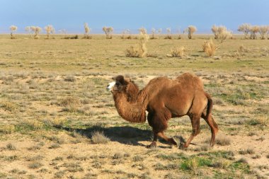 The runner of boundless desert