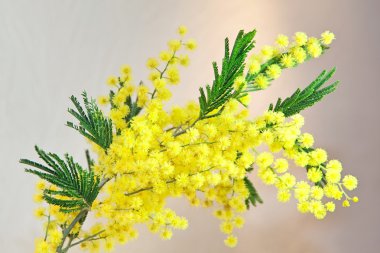 Acacia, Mimosa clipart