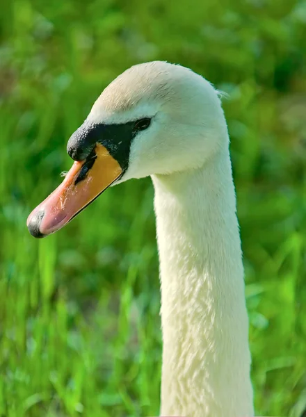 Swan porträtt — Stockfoto