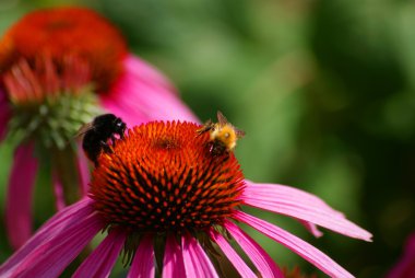 bumblebees nektarı toplamak